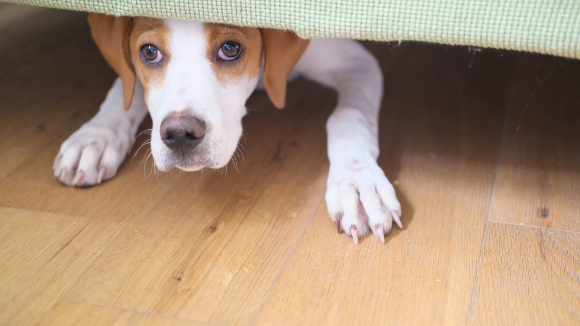 Ein ängstlicher Hund schaut unter einem Bett hervor